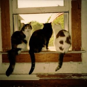 Meet your Posher, Linda